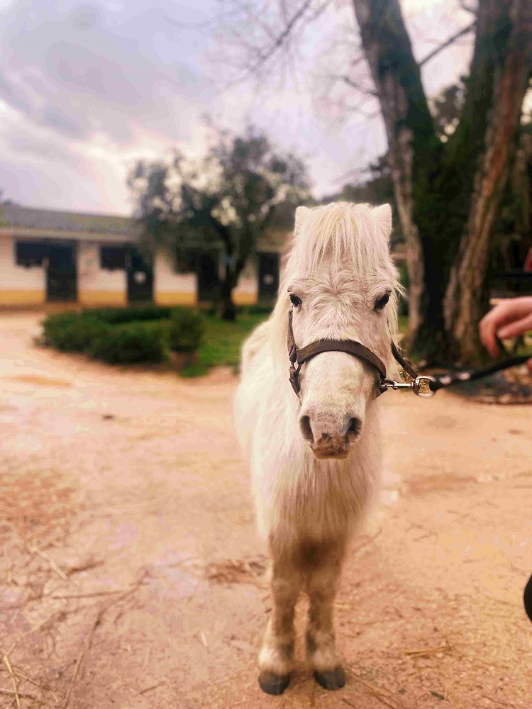 Rádio Regional do Centro: Parque Biológico em Miranda do Corvo renasce e a natureza resiste