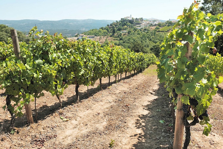 Rádio Regional do Centro: Associação de vitivinicultores das Terras de Sicó lamenta falta de estratégia