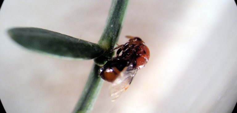 Rádio Regional do Centro: Escola Agrária de Coimbra cria estação para testar insectos no combate a plantas invasoras